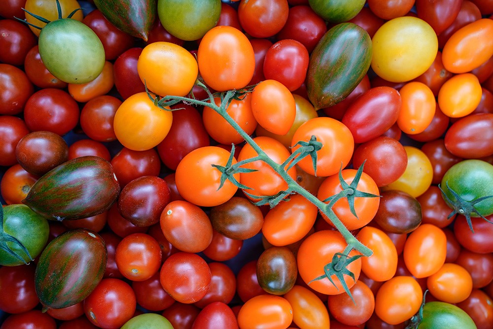 Blandade special tomater i fina färger liggandes tillsammans i en låda